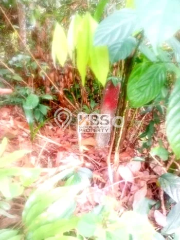 Tanah Dijual Lokasi Bintan Timur, Bintan dengan Luas Tanah 37840m2 dan Status - Tanah Dijual Lokasi Bintan Timur, Bintan dengan Luas Tanah 37840m2 dan Status -