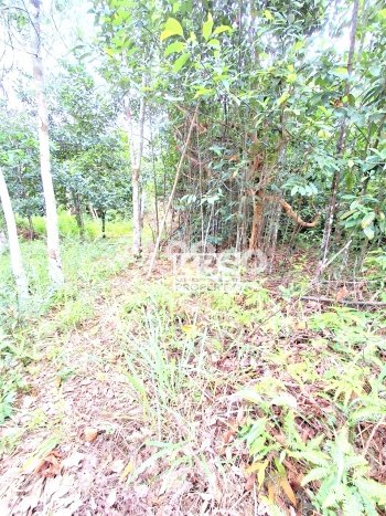 Kavling Tanah di Bintan Timur Dijual Luas 40000m2 Legalitas - Kavling Tanah di Bintan Timur Dijual Luas 40000m2 Legalitas -