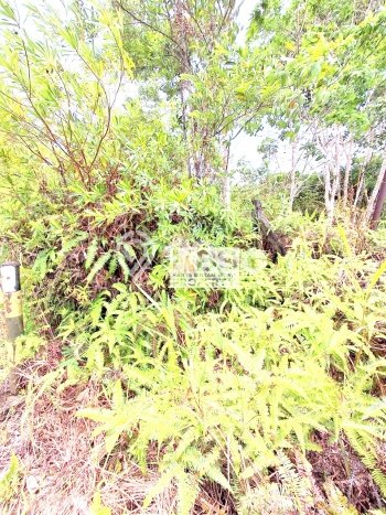 Kavling Tanah di Bintan Timur Dijual Luas 40000m2 Legalitas - Kavling Tanah di Bintan Timur Dijual Luas 40000m2 Legalitas -