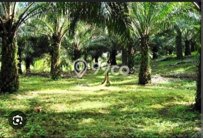 Unit Komersial Strategis di Banua Lawas, Tabalong Potensi Cuan Besar Unit Komersial Strategis di Banua Lawas, Tabalong Potensi Cuan Besar