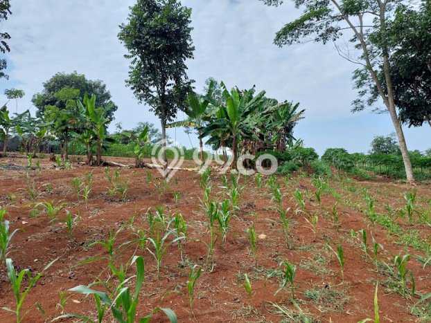 Dijual Tanah di Mande Cianjur Luas 11000m2 SHM Dijual Tanah di Mande Cianjur Luas 11000m2 SHM