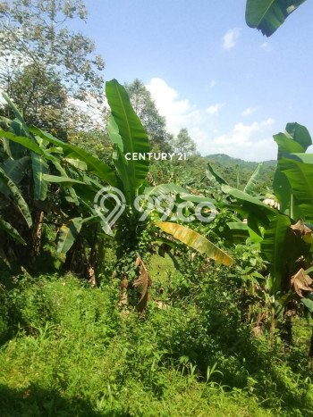 Lahan Investasi Lokasi Jasinga Bogor SHM Lahan Investasi Lokasi Jasinga Bogor SHM
