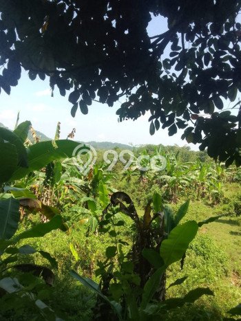 Lahan Investasi Lokasi Jasinga Bogor SHM Lahan Investasi Lokasi Jasinga Bogor SHM