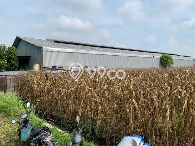 Gudang Paling Dicari LB 1890m2 Dijual di Menganti Gudang Paling Dicari LB 1890m2 Dijual di Menganti