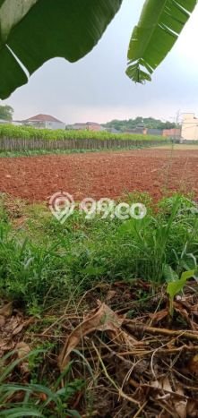Jual Tanah Area Berkembang di Cibinong, Luas 31000m2m², Dekat Transportasi Jual Tanah Area Berkembang di Cibinong, Luas 31000m2m², Dekat Transportasi