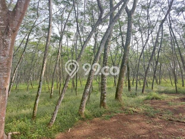 Kavling Tanah di Cikupa Dijual Luas 25000m2 Legalitas SHM Kavling Tanah di Cikupa Dijual Luas 25000m2 Legalitas SHM