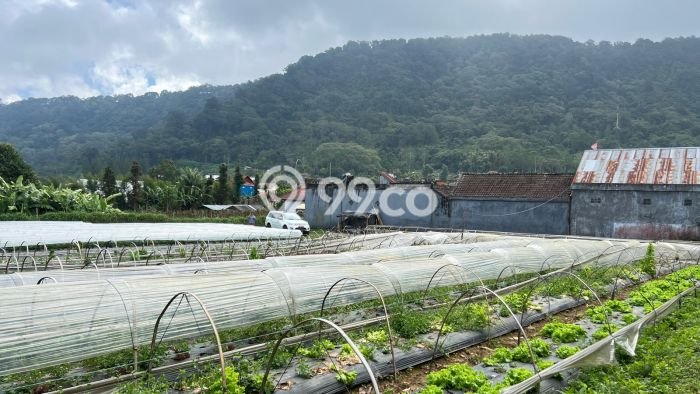 Untuk Dijual Tanah 2000m2 di Bedugul, Tabanan Untuk Dijual Tanah 2000m2 di Bedugul, Tabanan
