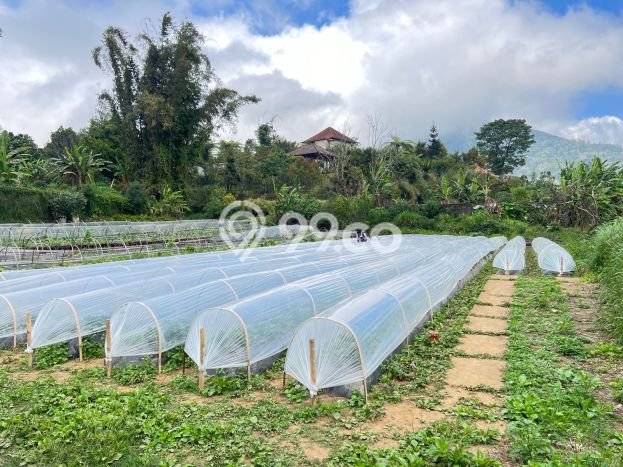Untuk Dijual Tanah 2000m2 di Bedugul, Tabanan Untuk Dijual Tanah 2000m2 di Bedugul, Tabanan