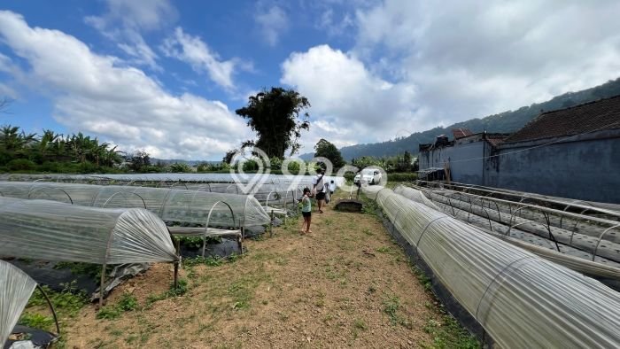 Untuk Dijual Tanah 2000m2 di Bedugul, Tabanan Untuk Dijual Tanah 2000m2 di Bedugul, Tabanan