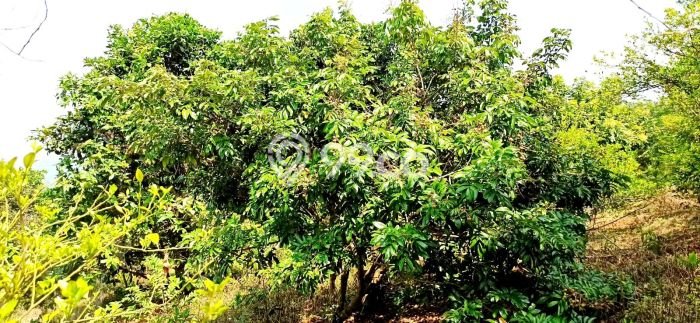 Tanah Dijual Lokasi Cibatu, Purwakarta Luas 10080m2 Legalitas Aman Tanah Dijual Lokasi Cibatu, Purwakarta Luas 10080m2 Legalitas Aman