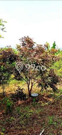 Tanah Dijual Lokasi Cibatu, Purwakarta Luas 10080m2 Legalitas Aman Tanah Dijual Lokasi Cibatu, Purwakarta Luas 10080m2 Legalitas Aman