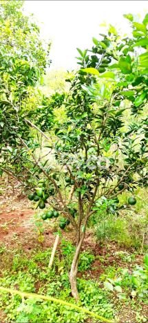 Tanah Dijual Lokasi Cibatu, Purwakarta Luas 10080m2 Legalitas Aman Tanah Dijual Lokasi Cibatu, Purwakarta Luas 10080m2 Legalitas Aman