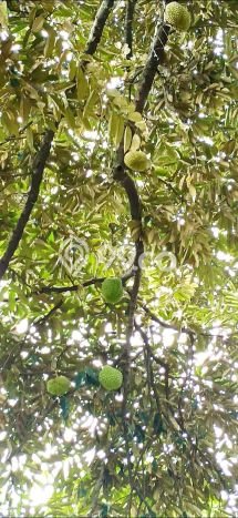 Tanah Dijual Lokasi Cibatu, Purwakarta Luas 10080m2 Legalitas Aman Tanah Dijual Lokasi Cibatu, Purwakarta Luas 10080m2 Legalitas Aman