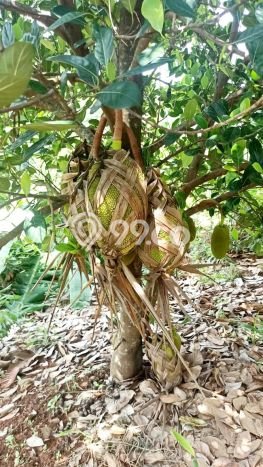 Tanah Dijual Lokasi Cibatu, Purwakarta Luas 10080m2 Legalitas Aman Tanah Dijual Lokasi Cibatu, Purwakarta Luas 10080m2 Legalitas Aman