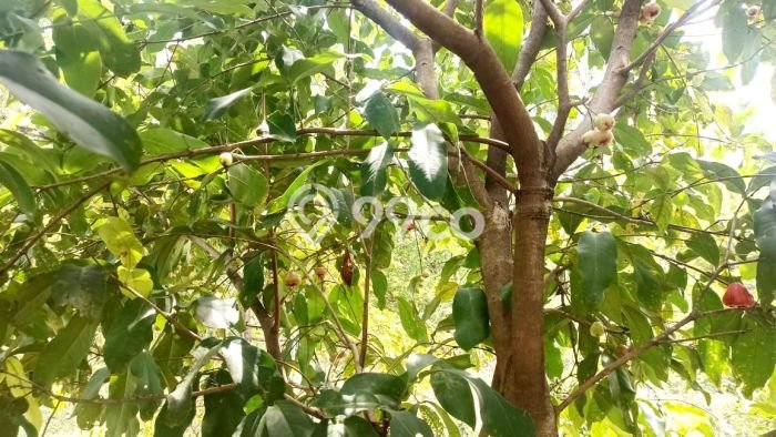 Tanah Dijual Lokasi Cibatu, Purwakarta Luas 10080m2 Legalitas Aman Tanah Dijual Lokasi Cibatu, Purwakarta Luas 10080m2 Legalitas Aman