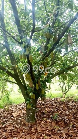 Tanah Dijual Lokasi Cibatu, Purwakarta Luas 10080m2 Legalitas Aman Tanah Dijual Lokasi Cibatu, Purwakarta Luas 10080m2 Legalitas Aman
