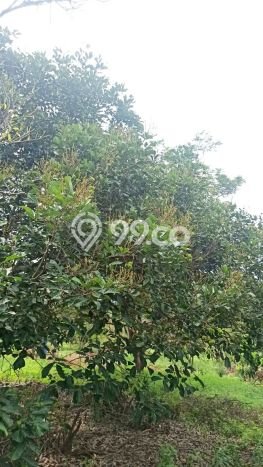 Tanah Dijual Lokasi Cibatu, Purwakarta Luas 10080m2 Legalitas Aman Tanah Dijual Lokasi Cibatu, Purwakarta Luas 10080m2 Legalitas Aman