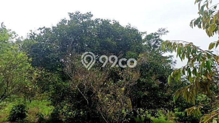Tanah Dijual Lokasi Cibatu, Purwakarta Luas 10080m2 Legalitas Aman Tanah Dijual Lokasi Cibatu, Purwakarta Luas 10080m2 Legalitas Aman