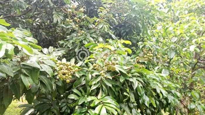 Tanah Dijual Lokasi Cibatu, Purwakarta Luas 10080m2 Legalitas Aman Tanah Dijual Lokasi Cibatu, Purwakarta Luas 10080m2 Legalitas Aman