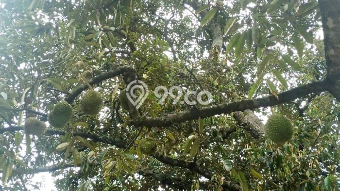 Tanah Dijual Lokasi Cibatu, Purwakarta Luas 10080m2 Legalitas Aman Tanah Dijual Lokasi Cibatu, Purwakarta Luas 10080m2 Legalitas Aman