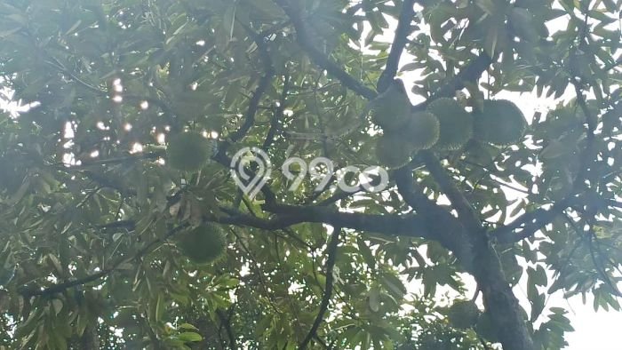 Tanah Dijual Lokasi Cibatu, Purwakarta Luas 10080m2 Legalitas Aman Tanah Dijual Lokasi Cibatu, Purwakarta Luas 10080m2 Legalitas Aman