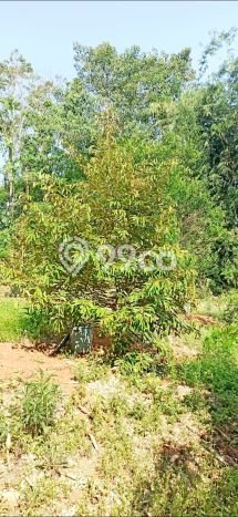 Tanah Dijual Lokasi Cibatu, Purwakarta Luas 10080m2 Legalitas Aman Tanah Dijual Lokasi Cibatu, Purwakarta Luas 10080m2 Legalitas Aman