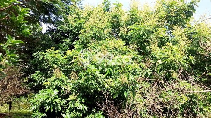 Tanah Dijual Lokasi Cibatu, Purwakarta Luas 10080m2 Legalitas Aman Tanah Dijual Lokasi Cibatu, Purwakarta Luas 10080m2 Legalitas Aman
