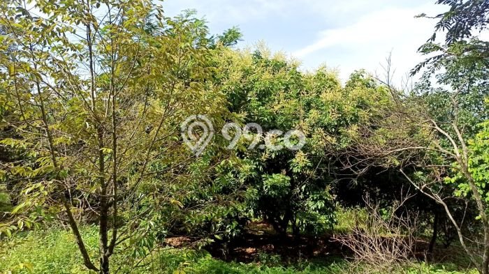 Tanah Dijual Lokasi Cibatu, Purwakarta Luas 10080m2 Legalitas Aman Tanah Dijual Lokasi Cibatu, Purwakarta Luas 10080m2 Legalitas Aman