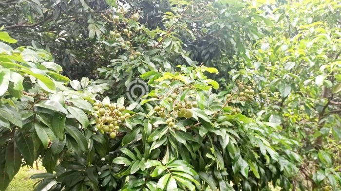 Tanah Dijual Lokasi Cibatu, Purwakarta Luas 10080m2 Legalitas Aman Tanah Dijual Lokasi Cibatu, Purwakarta Luas 10080m2 Legalitas Aman