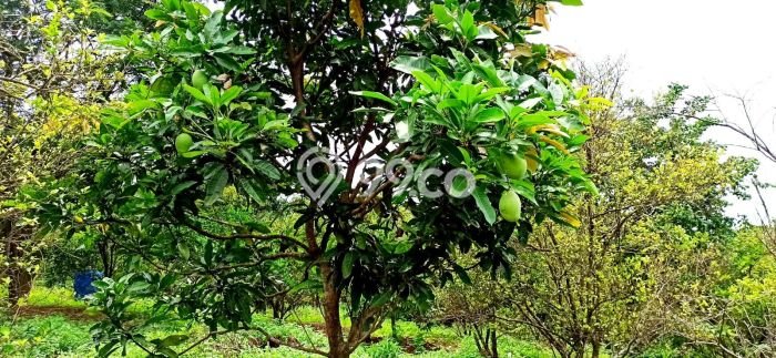 Tanah Dijual Lokasi Cibatu, Purwakarta Luas 10080m2 Legalitas Aman Tanah Dijual Lokasi Cibatu, Purwakarta Luas 10080m2 Legalitas Aman