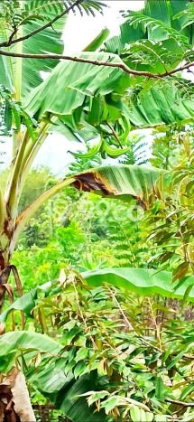 Tanah Dijual Lokasi Cibatu, Purwakarta Luas 10080m2 Legalitas Aman Tanah Dijual Lokasi Cibatu, Purwakarta Luas 10080m2 Legalitas Aman