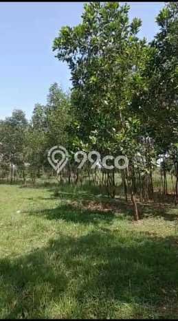 Untuk Dijual Tanah di Tenjo Bogor Luas 7200m2 SHM Untuk Dijual Tanah di Tenjo Bogor Luas 7200m2 SHM