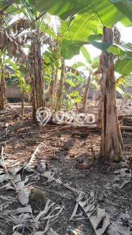 Lahan Kosong Dijual di Sukoharjo, Sukoharjo, Luas 143m2 Area Strategis Lahan Kosong Dijual di Sukoharjo, Sukoharjo, Luas 143m2 Area Strategis