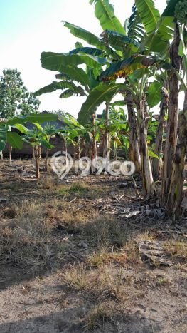 Tanah Dijual Lokasi Sukoharjo Sukoharjo SHM Tanah Dijual Lokasi Sukoharjo Sukoharjo SHM