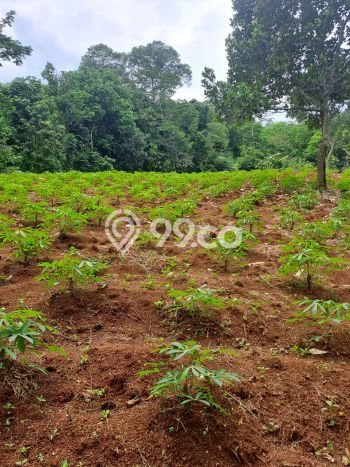 Dijual Tanah di Rumpin Bogor Luas 8000m2 - Dijual Tanah di Rumpin Bogor Luas 8000m2 -