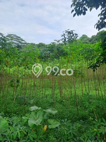 Dijual Tanah di Rumpin Bogor Luas 8000m2 - Dijual Tanah di Rumpin Bogor Luas 8000m2 -