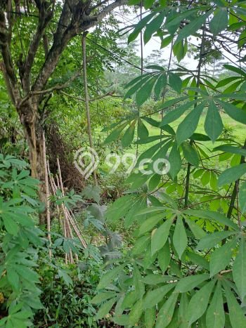 Tanah di Cigudeg, Bogor Luas 46000m2 Dijual Segera Tanah di Cigudeg, Bogor Luas 46000m2 Dijual Segera