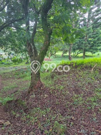 Tanah Dijual Lokasi Cisarua, Bogor dengan Luas Tanah 10000m2 dan Status SHM Tanah Dijual Lokasi Cisarua, Bogor dengan Luas Tanah 10000m2 dan Status SHM