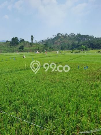 Kavling Tanah Dijual di Sukamakmur, Bogor, Luas 10000m2 Area Strategis Kavling Tanah Dijual di Sukamakmur, Bogor, Luas 10000m2 Area Strategis