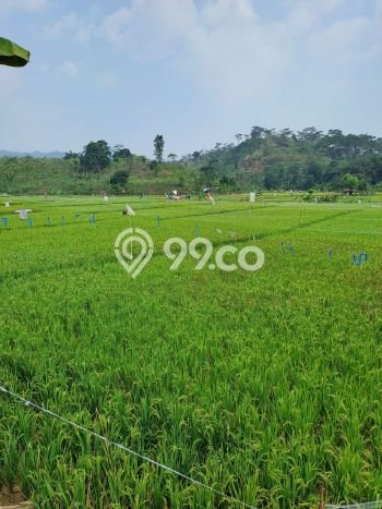Kavling Tanah Dijual di Sukamakmur, Bogor, Luas 10000m2 Area Strategis Kavling Tanah Dijual di Sukamakmur, Bogor, Luas 10000m2 Area Strategis