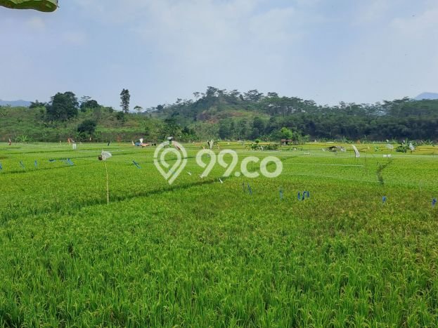 Kavling Tanah Dijual di Sukamakmur, Bogor, Luas 10000m2 Area Strategis Kavling Tanah Dijual di Sukamakmur, Bogor, Luas 10000m2 Area Strategis