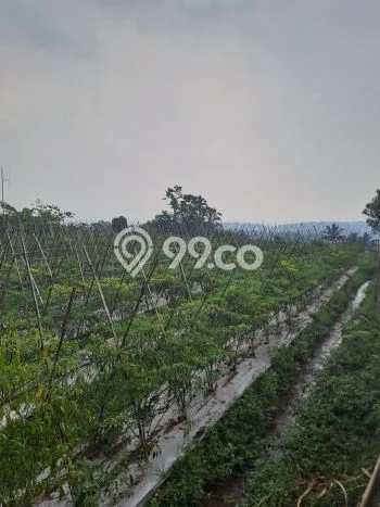 Jarang Ada! Tanah di Ciawi Punya Luas 5000m2 - Jarang Ada! Tanah di Ciawi Punya Luas 5000m2 -