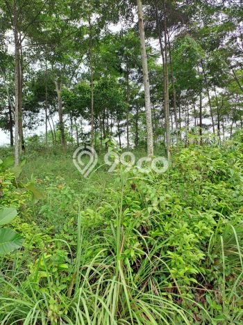 Jarang Ada! Tanah di Leuwisadeng Punya Luas 120000m2 SHM Jarang Ada! Tanah di Leuwisadeng Punya Luas 120000m2 SHM