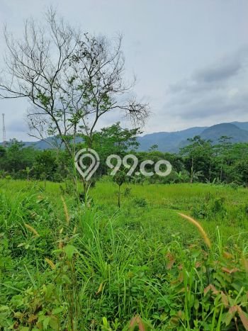 Jarang Ada! Tanah di Leuwisadeng Punya Luas 120000m2 SHM Jarang Ada! Tanah di Leuwisadeng Punya Luas 120000m2 SHM