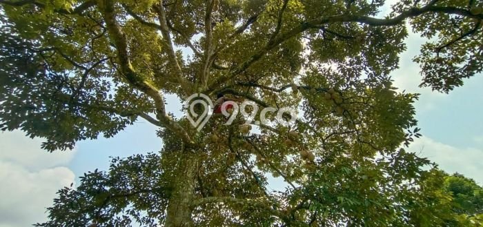 Tanah Komersial Dijual di Leuwiliang Bogor 30000m2 Tanah Komersial Dijual di Leuwiliang Bogor 30000m2