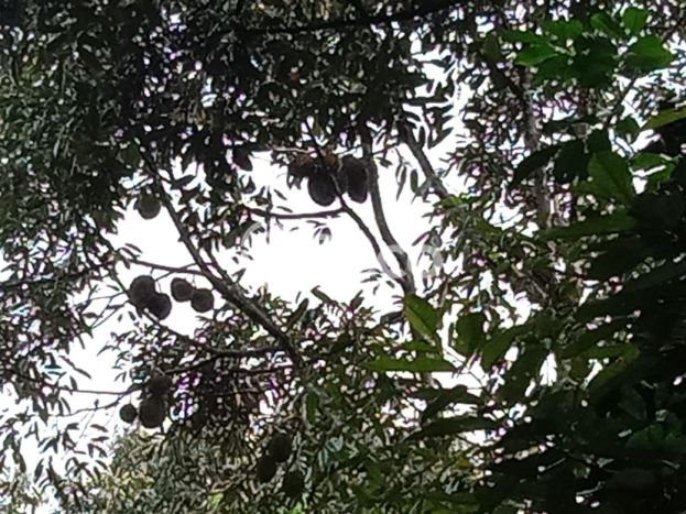 Tanah Komersial Dijual di Leuwiliang Bogor 30000m2 Tanah Komersial Dijual di Leuwiliang Bogor 30000m2