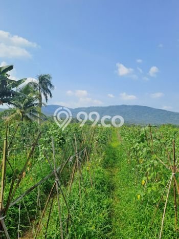 Jarang Ada! Tanah di Nanggung Punya Luas 50000m2 - Jarang Ada! Tanah di Nanggung Punya Luas 50000m2 -