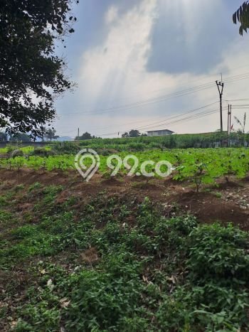 Tanah Kavling untuk Dijual di Ranca Bungur Bogor 50000m2 Tanah Kavling untuk Dijual di Ranca Bungur Bogor 50000m2