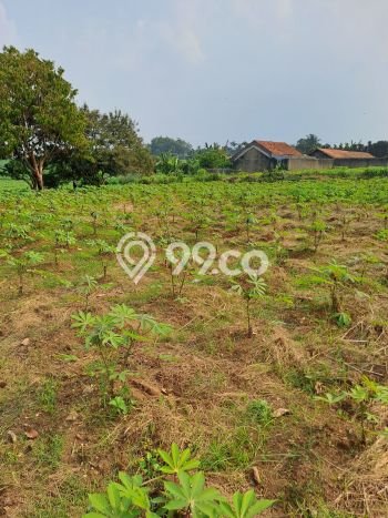 Tanah Kavling untuk Dijual di Ranca Bungur Bogor 50000m2 Tanah Kavling untuk Dijual di Ranca Bungur Bogor 50000m2