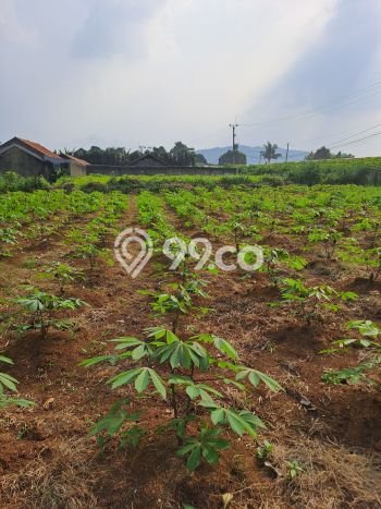 Tanah Kavling untuk Dijual di Ranca Bungur Bogor 50000m2 Tanah Kavling untuk Dijual di Ranca Bungur Bogor 50000m2